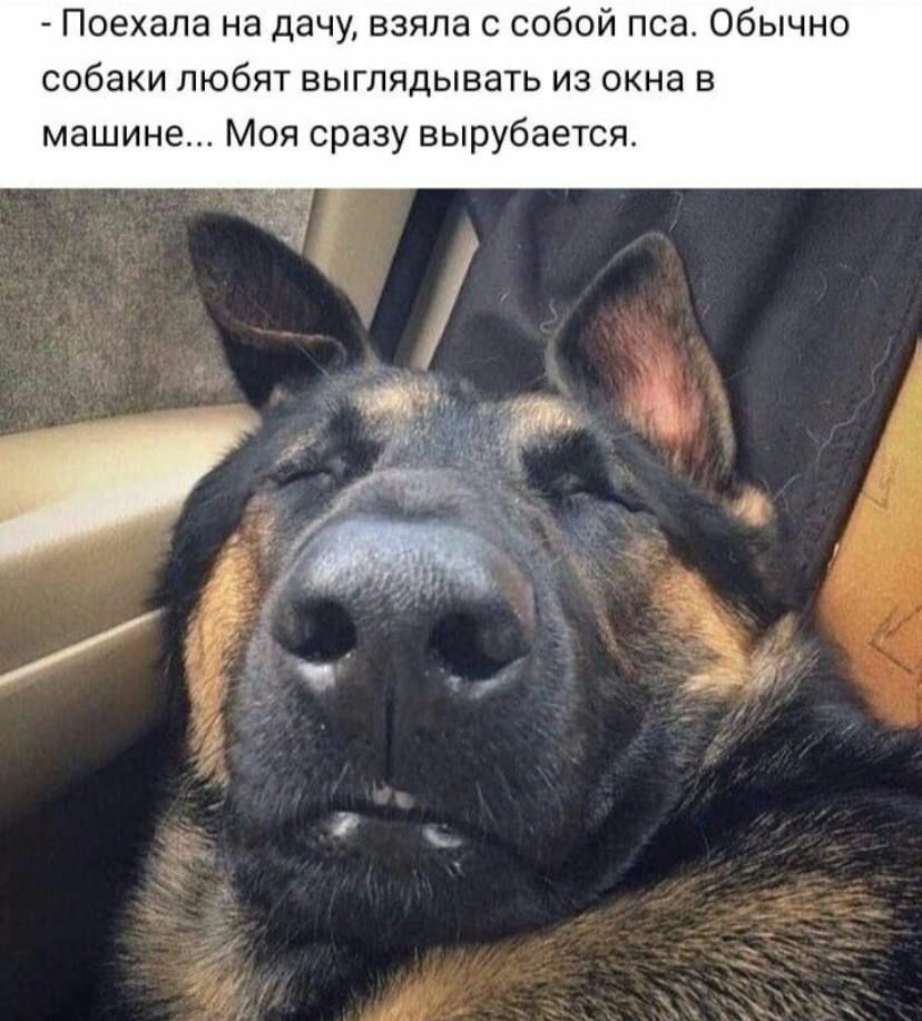 Поехала на дачу взяла с собой пса Обычно собаки любят выглядывать из окна в машине Моя сразу вырубается
