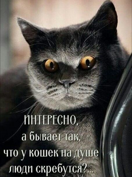 Что у кошек на 