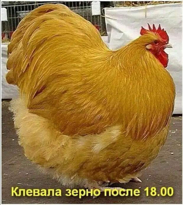 У_Пд 11 ддт пи 1351