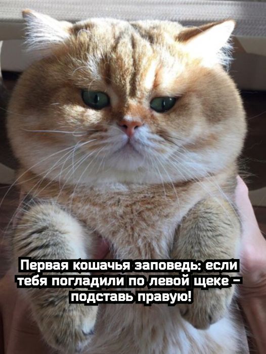 Первая__ кошачьЁ заповедь если тебя погл_адили по левой щеке