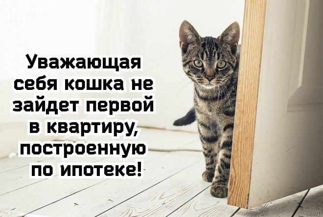 Уважающая себя кошка не зайдет первой в квартиру построенную по ипотеке