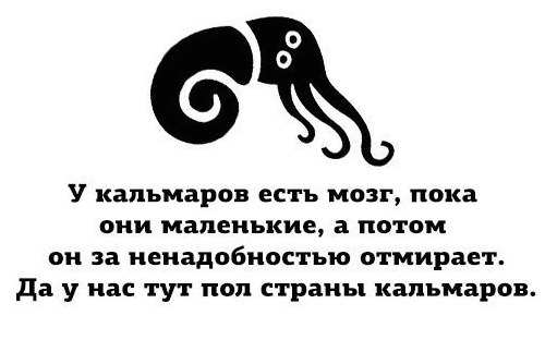 У кальмаров есть мозг пока они маленькие а потом он за ненадобностью отмирает Да у нас тут поп страны кальмаров