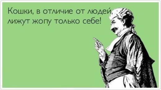 Кошки в ОТАичие от моде _ Аижут жопу ТОАЬКО себе