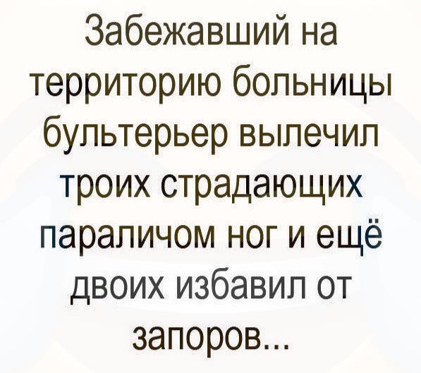 Забежавший на территорию больницы бультерьер вылечил троих страдающих параличом ноги ещё двоих избавил от запоров