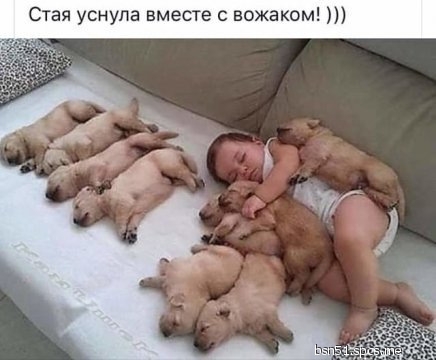 Стая уснула вместе вожаком