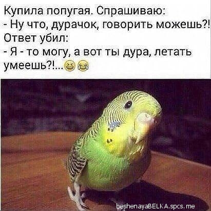 Купила попугая Спрашиваю Ну что дУрачок говорить можешь Ответ убил Я то могу а вот ты дура летать умеешь НепвуввЕЦА эш те
