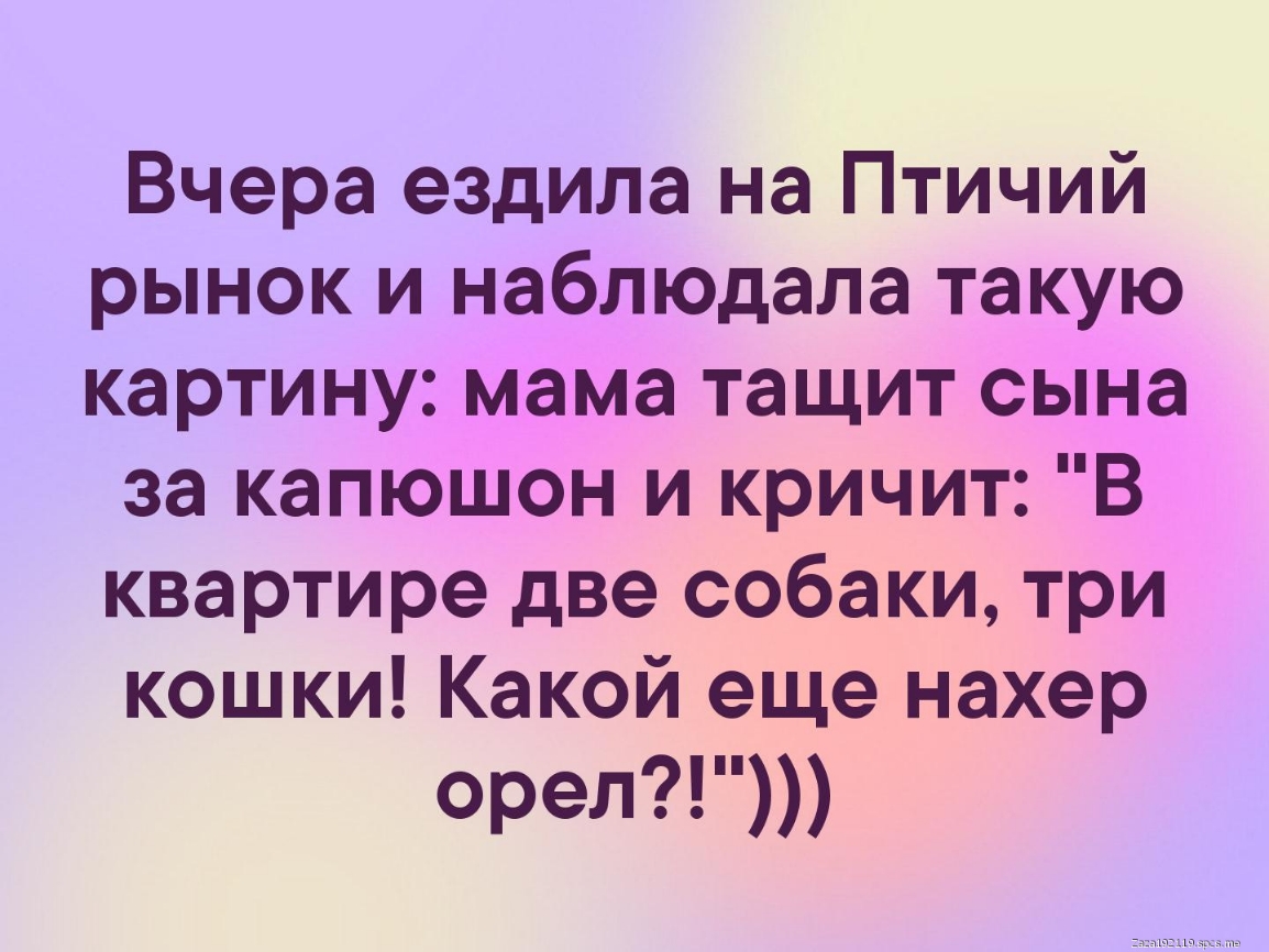 Вчера ездила на Птичий рынок и наблюдала такую картину мама тащит сына за капюшон и кричит В квартире две собаки три кошки Какой еще нахер орел