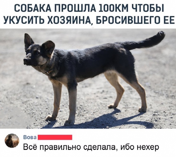 СОБАКА ПРОШЛА 1ООКМ ЧТОБЫ УКУСИТЬ ХОЗЯИНА БРОСИВШЕГО ЕЕ Вова Всё правильно сделала ибо нехер