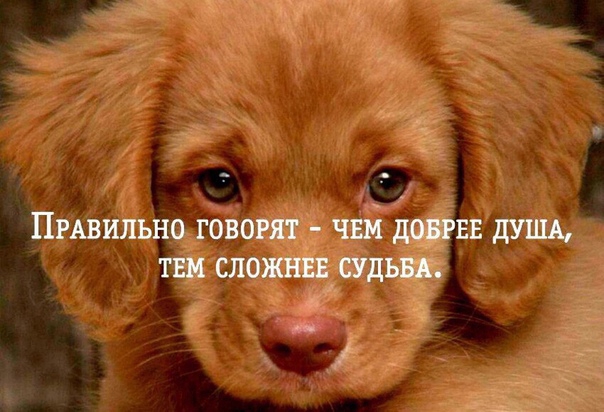 ПРАВИЛЬНО говорят ЧШ довгвв душ твм сложны судьвд