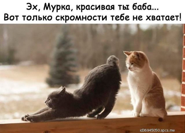 Эх Мурка красивая ть баба Вот только скромности тебе не хватает шзещэпэв