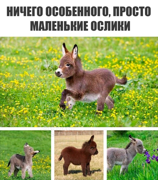 НИЧЕШ оспынною ПРВЁТП