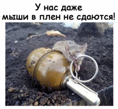У нас даже мыши в плен не сдаются