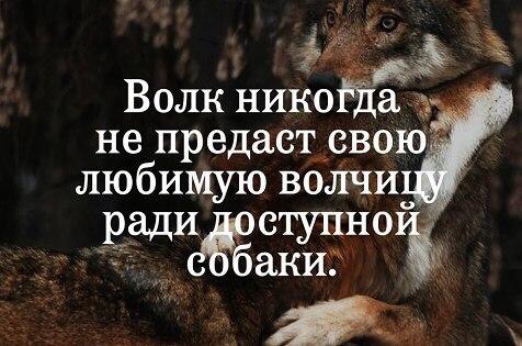 Волк нико вы не предасцрВоЮг любимую волчио вади _ступноъ