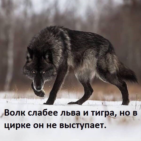Г ВОЛК слабее льва И тигра НО В цирке ОН не ВЫСТУПЗЕТ