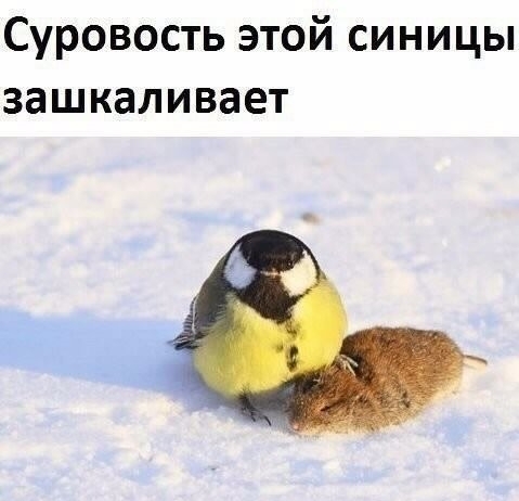 Суровость этой синицы зашкаливает