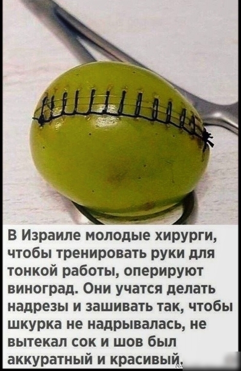 В Израиле молодые хирурги чтобы тренировать руки для тонкой работы оперируют виноград Они учатся делать надрезы и зашивать так чтобы шкурка не надрывалась не вытекал сок и шов был аккуратный и красивый