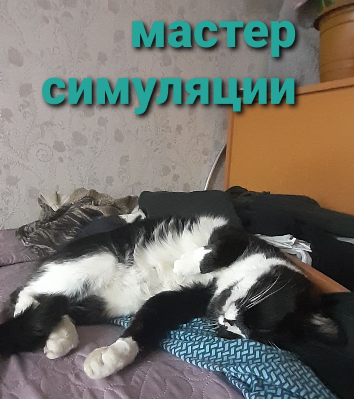 Ма сае
