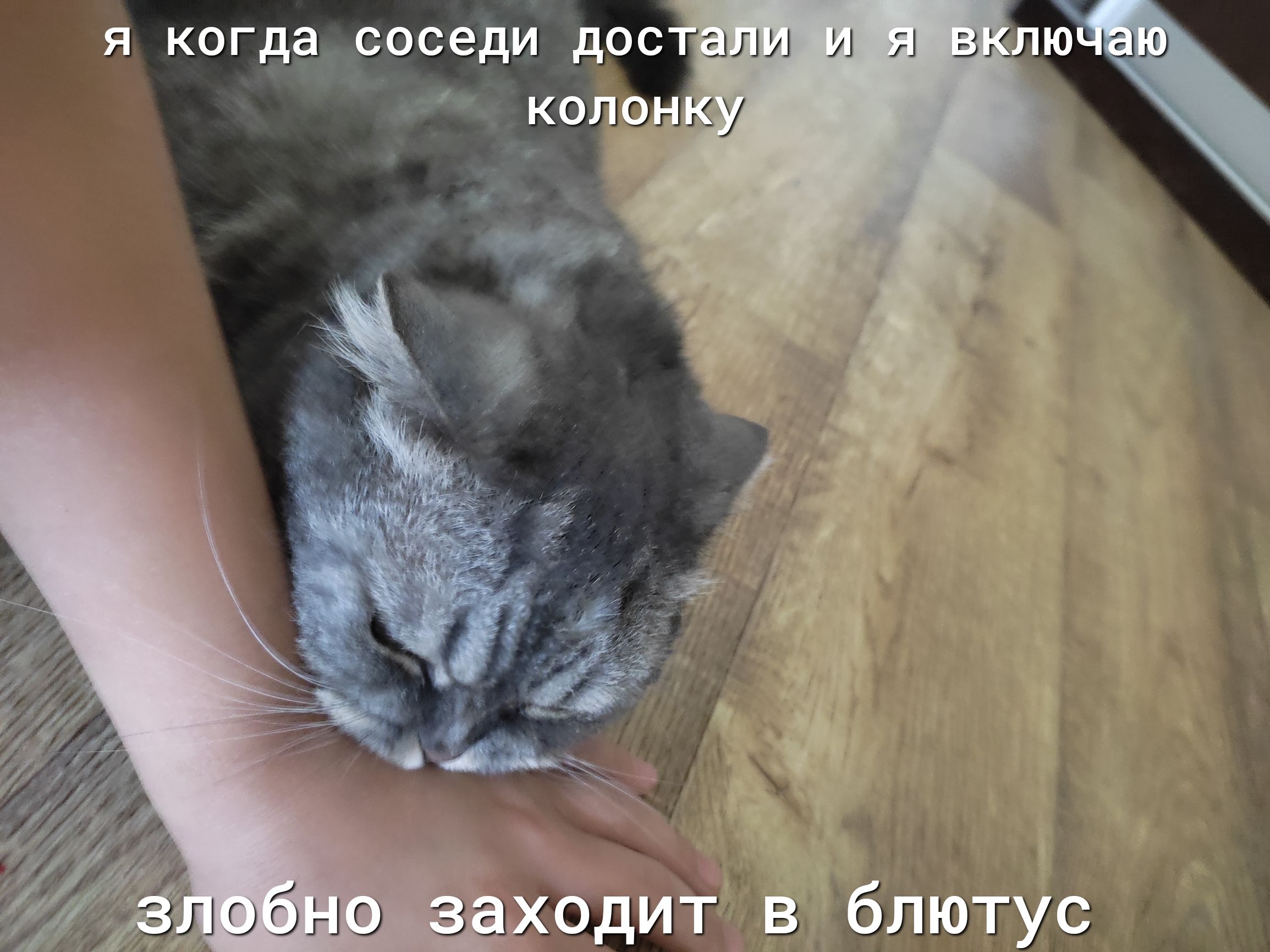 Я когдадсоседи дос: колон!