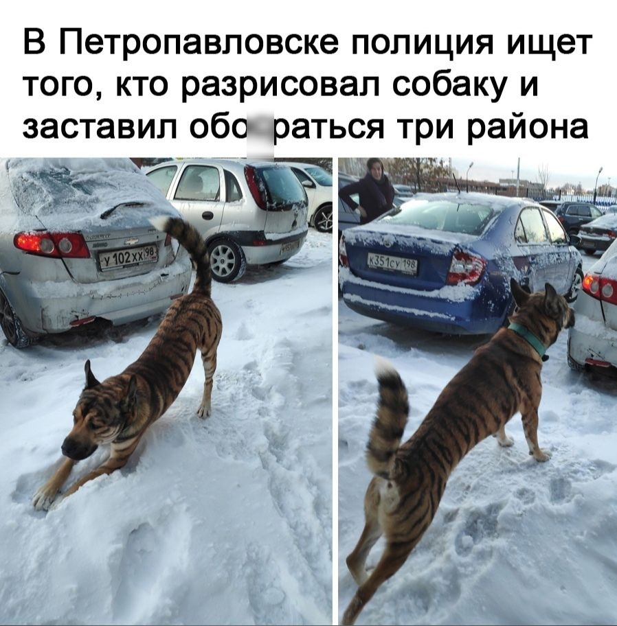 В Петропавловске полиция ищет того кто разрисовал собаку и заставил обо раться три района