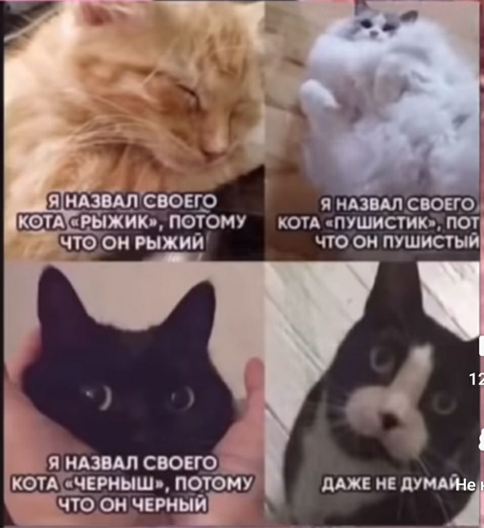 котд пушистик по_т что он пушистым