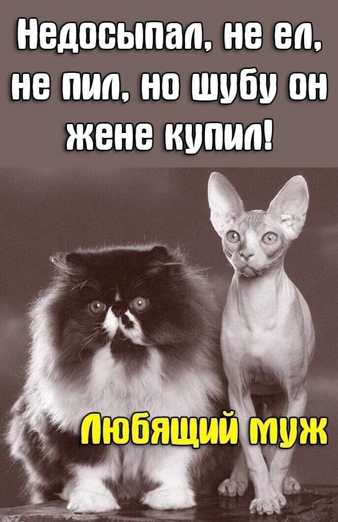 недосыпап не еп не шт на шубу он жене кипиа
