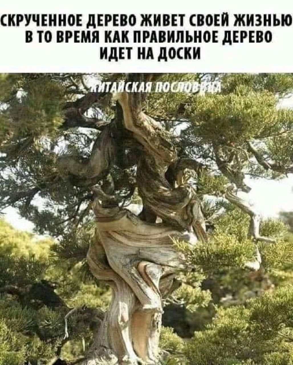 СИРУЧЕИНОЕ дЕРЕВО ЖИВЕТ ВОЕИ ЖИЗНЬЮ В ТО ВРЕМЯ ИАИ ПРАВИЛЬНОЕ дЕРЕВО ИДЕТ ИА дОСИИ