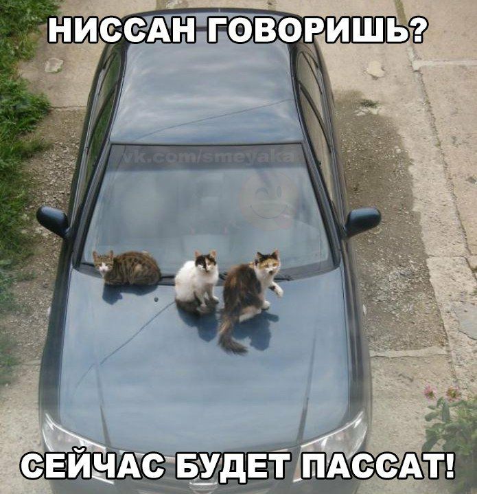 __ Дт НИС сіАн говоддишьд _ _