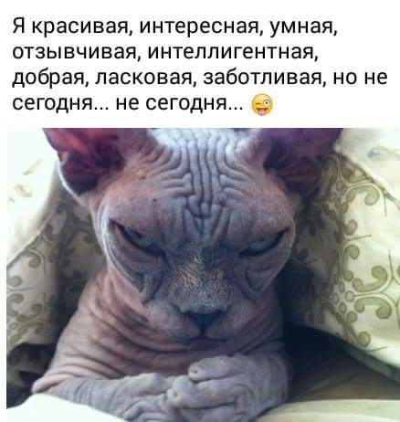 Я красивая интересная умная отзывчивая интеллигентная добрая ласковая заботливая но не сегодня не сегодня