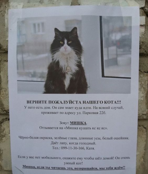 внгнитг ПОЖАЛУЙСТА НАШЕГО КОТА Упеюсш смс юдпшпи Нпмлкцг ч проживает идр Марков 225 з ми КА Онышсшя из Мишка к кс кс окраскш к 71 и иным белый щнсй Дпёт ца жити и пик 1 сл 74 мыши к ипбшіьпш см С в тел шипй о шать ииый кот кп шишчтешь м 6 И