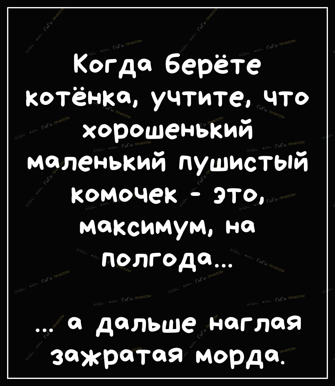 Когда берёте котёнка учтите что хорошенький маленький пушистый Комочек это максимум на полгода а дальше наглая зажратая морда