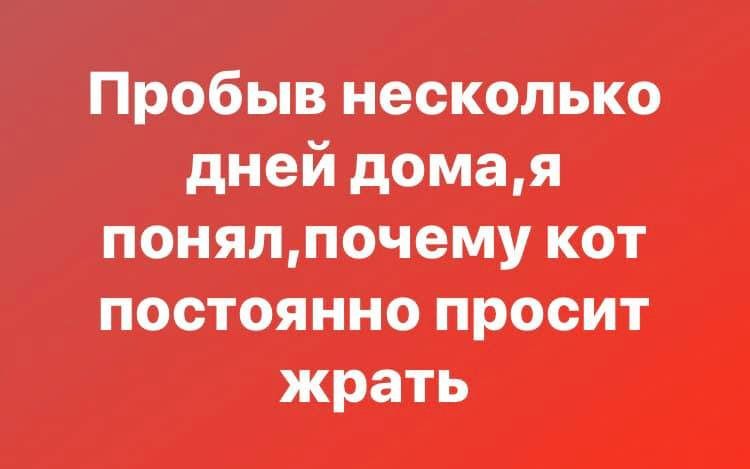 Пробыв несколько дней домая понялпочему кот постоянно просит жрать