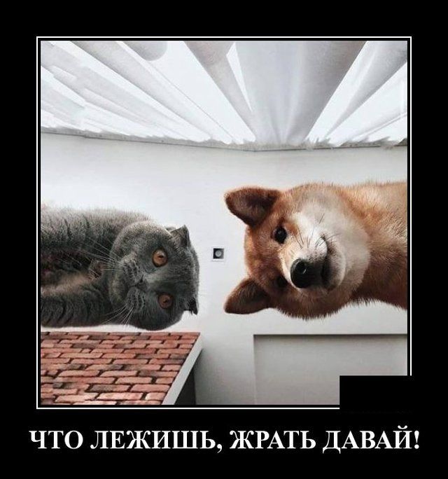 ЧТО ЛЕЖИШЬ ЖРАТЬ ДАВАЙ