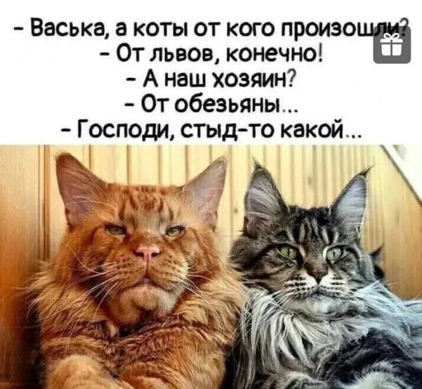 Васька а коты от кого произошЁ От львов конечно А наш хозяин От обезьяны Господи стыдто какой