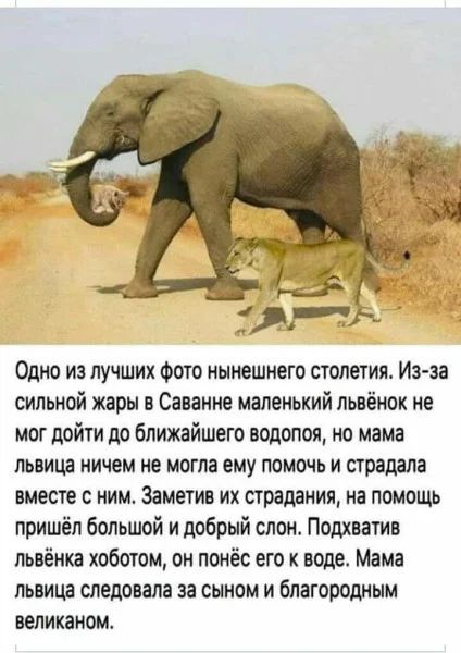 Одно из лучших фото нынешнего столетия Из за сильной жары в Саванне маленький львёнок не мог дойти до ближайшего водопоя но мама львица НИЧЕМ не МОГЛЗ ему ПОМОЧЬ И страдала вместе с ним Заметив их страдания на помощь пришёл большой и добрый слон Прихватив пьвёнка хоботом он понёс его к воде Мама львица следовала за сыном и благородным великанома