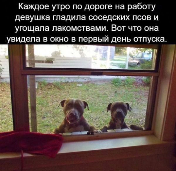 Каждое утро по дороге на работу девушка гладила соседских псов и угощапа лакомствами Вот что она увидела в окно в первый день отпуска