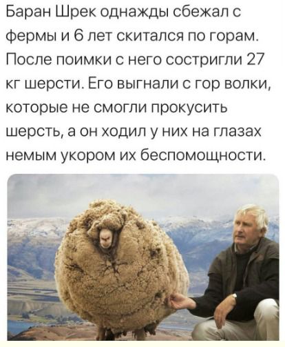 Баран Шрек однажды сбежал фермы и 6 лет скитался по горам После поимки с него состригпи 27 кг шерсти Его выгнали с гор волки которые не смогли прокусить шерсть а он ходил у них на глазах немым укором их беспомощности