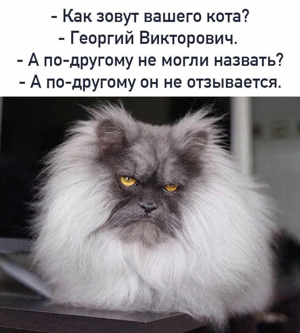Как зовут вашего кота Георгий Викторович А по дРугому не могли назвать А по другому он не отзывается