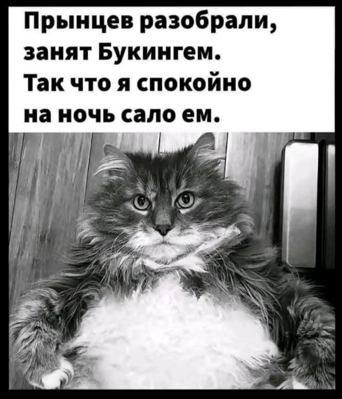 Прынцев разобрали занят Букингем Так что я спокойно на НОЧЬ сало ем