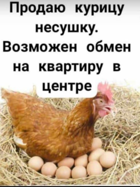 Продаю кУРИЦУ несушку Возможен обмен на квартиру в центре д _ __