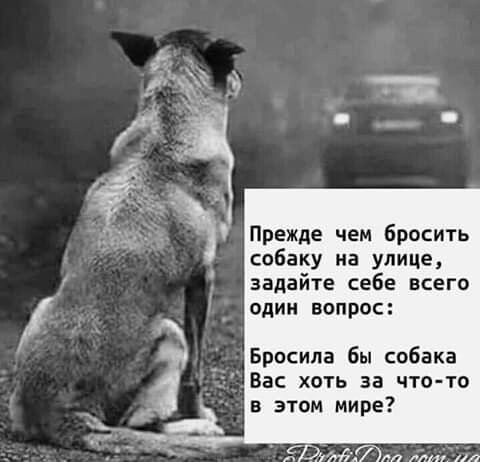 Прежде чем бросить собаку на улице задайте себе всего один вопрос Бросила бы собака Вас ХОТЬ 33 ЧТО ТО в этом мире БДМ 77 м ил