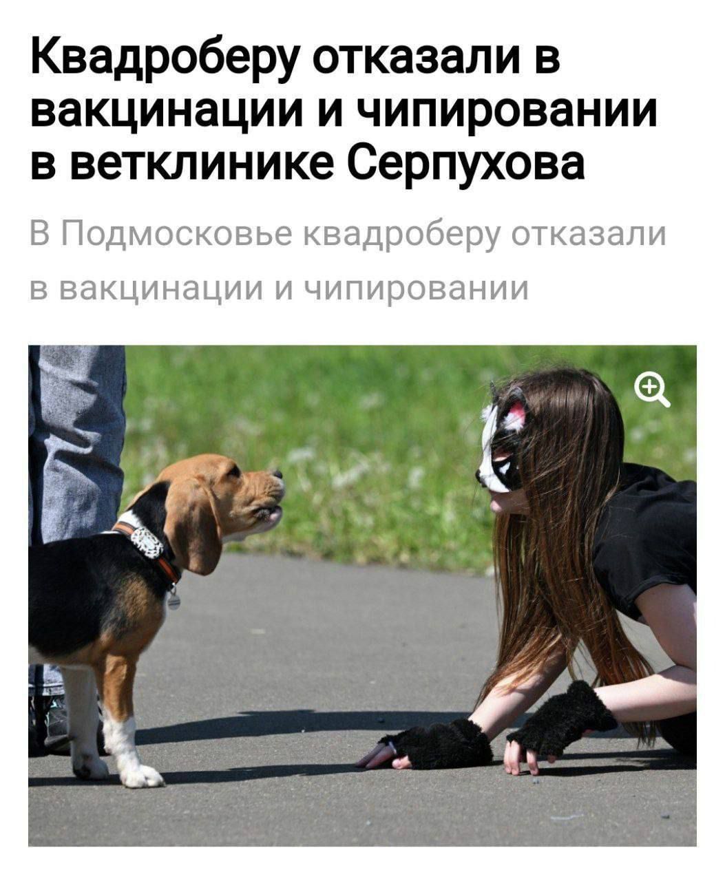Квадроберу отказали в вакцинации и чипировании в ветклинике Серпухова В Подмосковье квадроберу отказали в вакцинации и чипировании