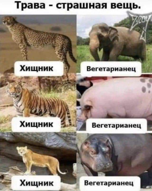 Трава страшная вещь