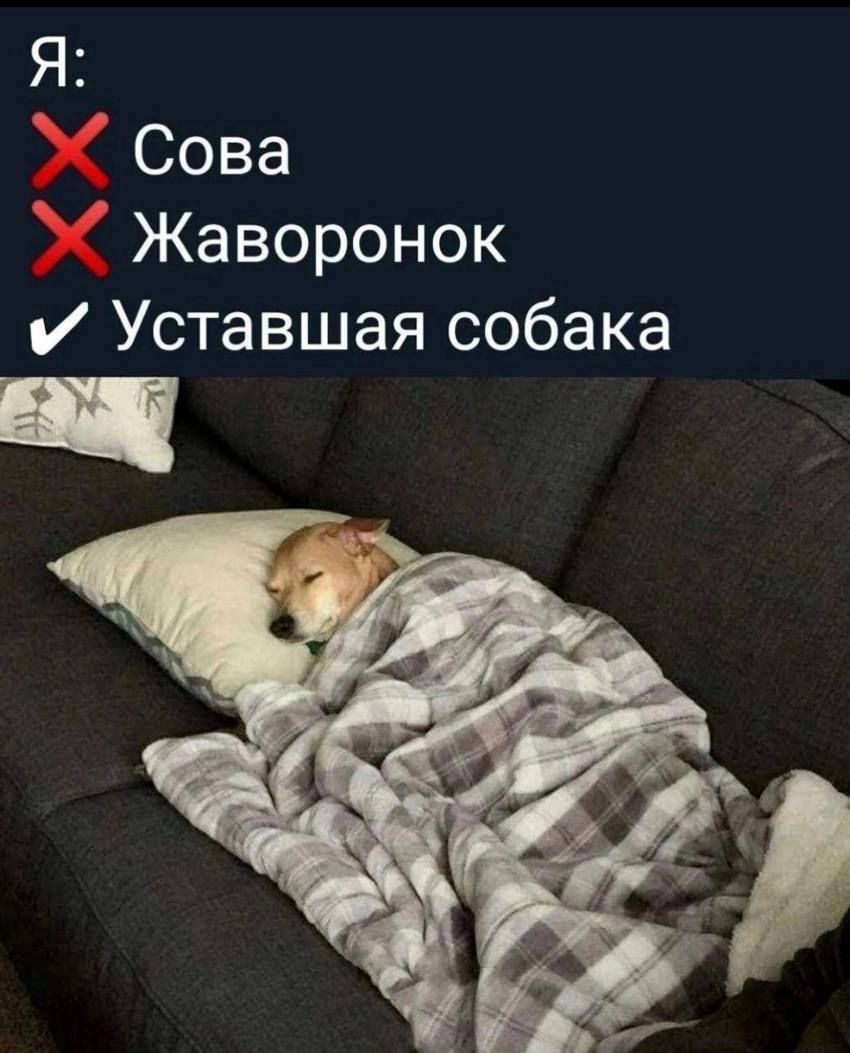 Я Ъ Сова Ъ Жаворонок Уставшая собака