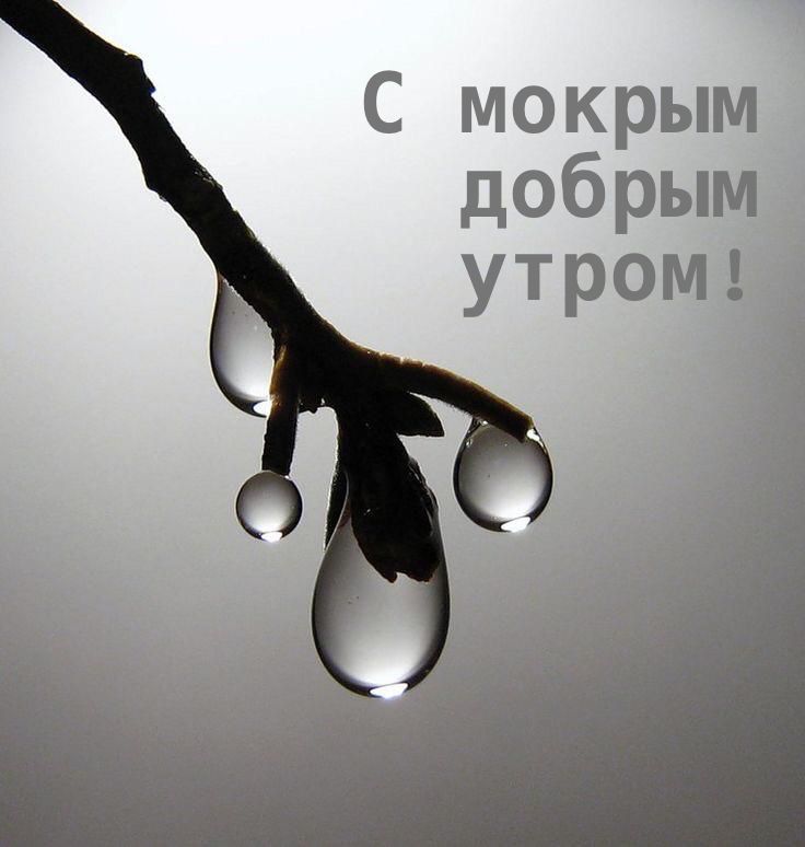 С мокрым добрым утром !
