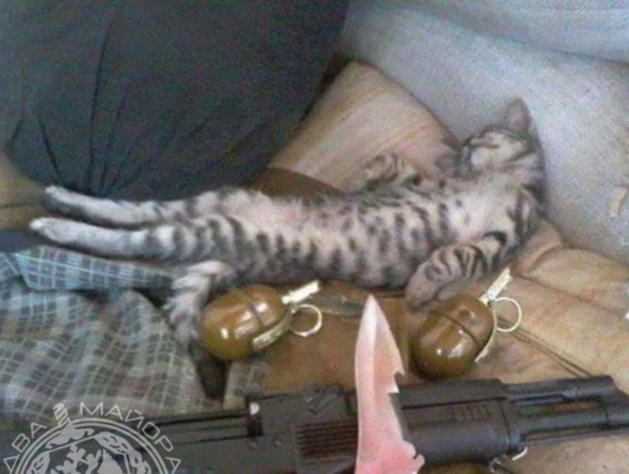 Кот, лежащий на диване между гранатами и оружием.