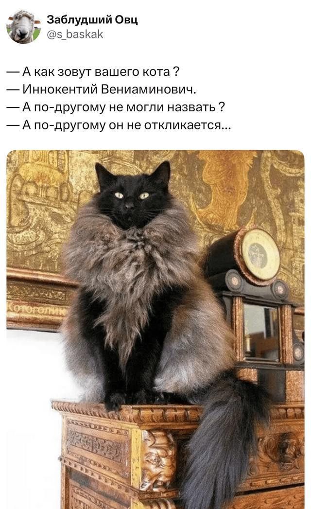 — А как зовут вашего кота ?
— Иннокентий Вениаминович.
— А по-другому не могли назвать ?
— А по-другому он не откликается...