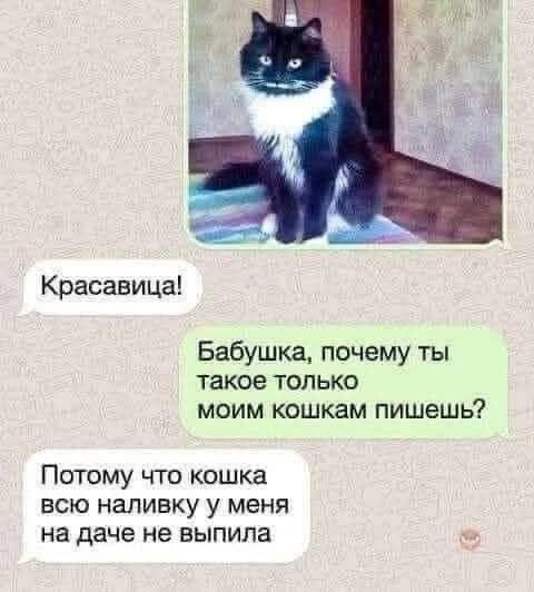 Красавица! Бабушка, почему ты такое только моим кошкам пишешь? Потому что кошка всю наливку у меня на даче не выпила