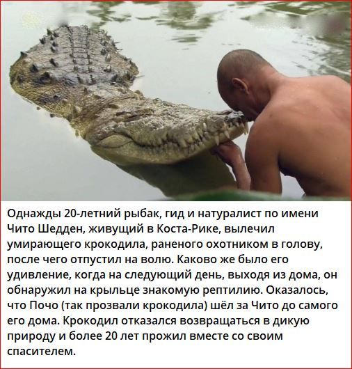 Однажды 20-летний рыбак, гид и натуралист по имени Чито Шеден, живущий в Коста-Рике, вылечил умирающего крокодила, раненого охотником в голову, после чего отпустил на волю. Каково же было его удивление, когда на следующий день, выходя из дома, он обнаружил на крыше знакомую рептилию. Оказалось, что Почо (так прозвали крокодила) шёл за Чито до самого дома. Крокодил отказалась возвращаться в дикую природу и более 20 лет прожил вместе со своим спасителем.