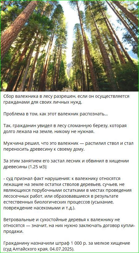 Сбор валежника в лесу разрешен, если он осуществляется гражданами для своих личных нужд.

Проблема в том, как этот валежник распознать…

Так, гражданин увидел в лесу сломанную березу, которая долго лежала на земле, никому не нужная.

Мужчина решил, что это валежник — распилил ствол и стал переносить древесину к своему дому.

За этим занятием его застал лесник и обвинил в хищении древесины (1,25 м³).

- суд признал факт нарушения: к валежнику относятся только те стволы, которые не являются остатками стволов деревьев, сучьев, не подлежащих заготовке, и древесина, являющаяся результатом лесохозяйственных работ (усыхание, вырубка и т.д.).

Ветровые повреждения сухостоев деревьев в валежнике не являются основанием для них, так как для этого нужно заключать договор купли-продажи.

Гражданину назначили штраф 1 000 р. за мелкое хищение (суд Алтайского края, 04.07.2025).