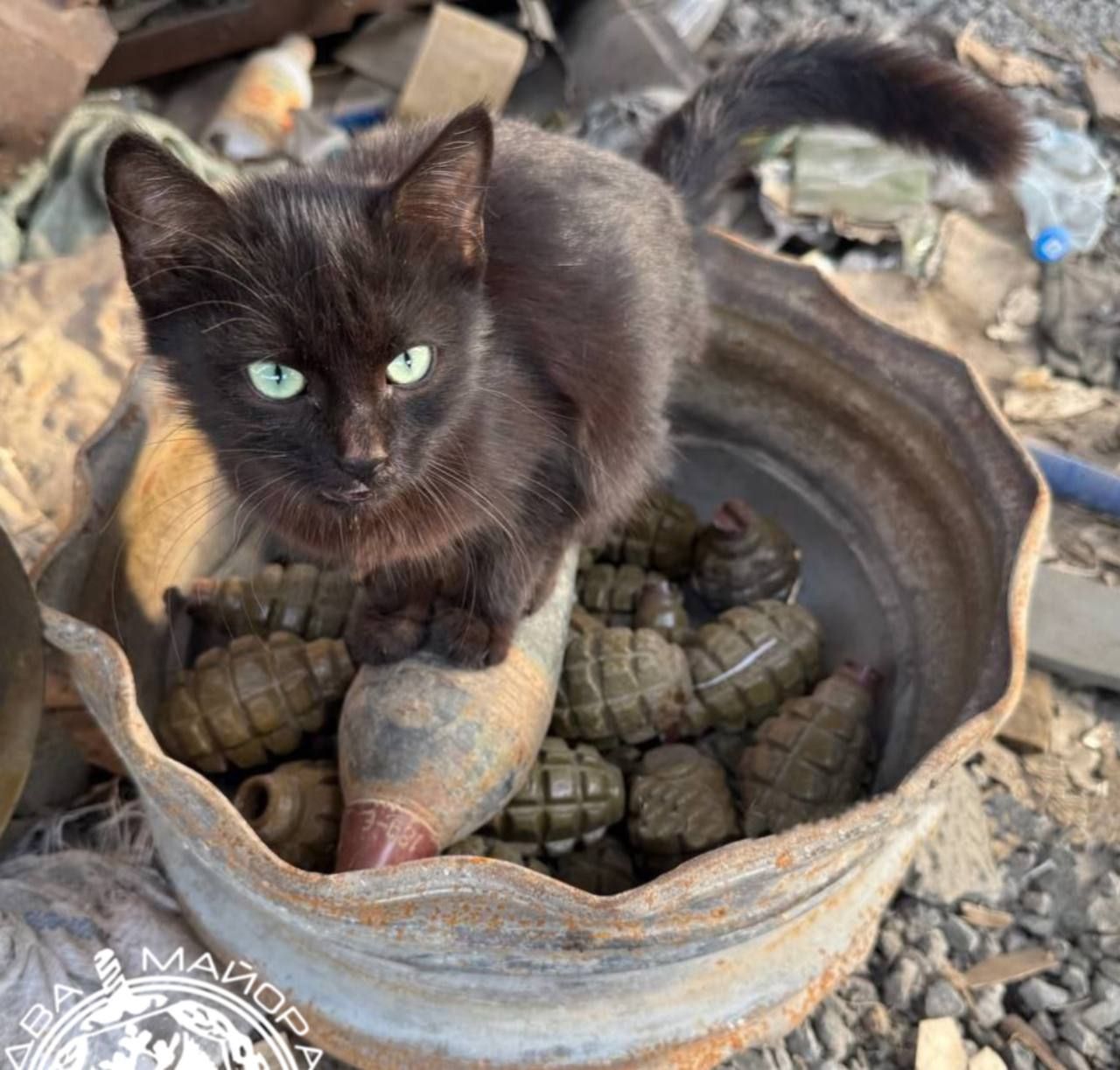 Котенок на танке с гранатами.
